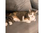 Adopt Lilo a Calico or Dilute Calico Domestic Shorthair (short coat) cat in