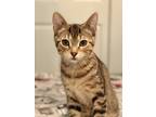 Adopt Twill (aka Fern) a Black (Mostly) Domestic Shorthair / Mixed cat in