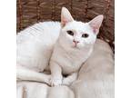 Adopt Willow a White Domestic Shorthair / Mixed cat in Plainfield, IL (38497388)