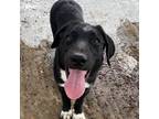 Adopt Cruz_4 a Black Shepherd (Unknown Type) / Mixed dog in Edinburg