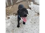 Adopt Cruz a Black Shepherd (Unknown Type) / Mixed dog in Edinburg