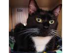 Adopt Kobie a All Black Domestic Shorthair / Mixed cat in Cumming, GA (38675704)