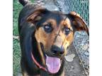 Adopt Meadow a Black Doberman Pinscher / Shepherd (Unknown Type) / Mixed dog in