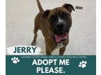 Adopt JERRY a Pit Bull Terrier, Boxer