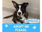 Adopt CHALLIS a Pit Bull Terrier, Mixed Breed