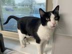 Adopt Marvin a Black & White or Tuxedo Domestic Shorthair (short coat) cat in
