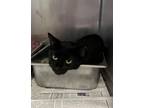 Adopt WILLY WONKA a Domestic Short Hair