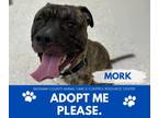 Adopt MORK a Pit Bull Terrier