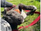 Adopt Faygo a Labrador Retriever, Pit Bull Terrier