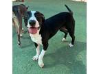 Adopt Tallulah a Black American Pit Bull Terrier / Mixed dog in El Paso