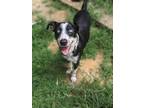 Adopt Wallace a Tricolor (Tan/Brown & Black & White) Border Collie / Brittany /