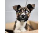 Adopt Pause a Siberian Husky, Pit Bull Terrier