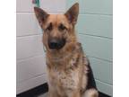 Adopt Colby a German Shepherd Dog