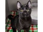 Adopt RuPaul a Domestic Short Hair