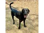 Adopt Spot a Black Labrador Retriever / Mixed dog in Livingston, TX (38719421)