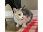 Adopt Darla a Calico or Dilute Calico Domestic Shorthair / Mixed cat in Wadena
