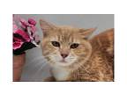 Adopt Tjapkes 5 - Chase a Domestic Short Hair