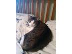 Adopt Marley - Courtesy Post a Domestic Short Hair