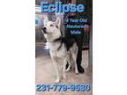 Adopt ECLIPSE a Husky