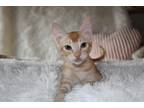 Adopt Charlie T. Wilbury a Orange or Red Tabby Domestic Shorthair (short coat)