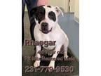 Adopt RHAEGER a Pit Bull Terrier