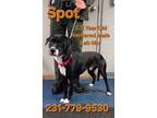 Adopt SPOT a Labrador Retriever