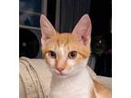 Adopt Butterscotch a Gray or Blue Domestic Shorthair / Mixed cat in Palatine