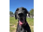 Adopt Waldo a Mixed Breed (Medium) / Mixed dog in Kalamazoo, MI (38759829)