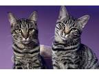 Adopt Monica a Brown Tabby Domestic Shorthair (short coat) cat in Lebanon