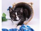 Adopt Robin IV a Black & White or Tuxedo Domestic Shorthair / Mixed cat in