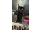 Adopt PACO a All Black Domestic Shorthair / Domestic Shorthair / Mixed cat in