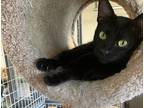 Adopt Ebony a All Black Domestic Shorthair / Mixed (short coat) cat in