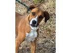 Adopt Heinzy a Brown/Chocolate - with White Hound (Unknown Type) / Boxer dog in