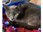 Adopt Taggert a Domestic Short Hair