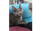 Adopt Tansy a Domestic Shorthair / Mixed (short coat) cat in Kettering