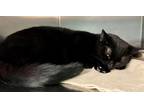 Adopt Meadow a Domestic Shorthair / Mixed (short coat) cat in Tiffin