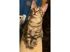 Adopt Ginger Ale a Egyptian Mau / Mixed (short coat) cat in Buford