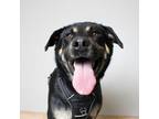 Adopt Wagger D15883 a Rottweiler