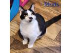 Adopt Struts a Domestic Shorthair / Mixed (short coat) cat in Cambridge