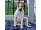 Adopt Hail D15809 a Australian Cattle Dog / Blue Heeler