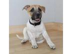 Adopt Radar D15810 a Australian Cattle Dog / Blue Heeler