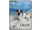 Adopt Owen a Mixed Breed (Medium) / Mixed dog in Lagrange, IN (38586240)