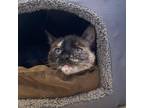 Adopt Sue a White Siamese / Mixed cat in Santa Barbara, CA (38768461)