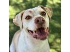 Adopt William a Tan/Yellow/Fawn Labrador Retriever / Mixed dog in El Paso
