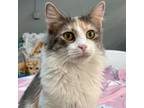 Adopt Lark a Calico or Dilute Calico Domestic Mediumhair / Mixed cat in Shawnee