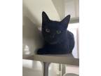 Adopt Staccato a Domestic Short Hair