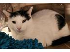 Adopt Ben a Domestic Short Hair