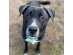 Adopt Tucker a Black Labrador Retriever, Mixed Breed