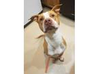 Adopt Toffee a Pit Bull Terrier