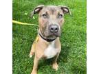 Adopt EVAN a Pit Bull Terrier, Mixed Breed